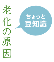 老化の原因（ちょっと豆知識）