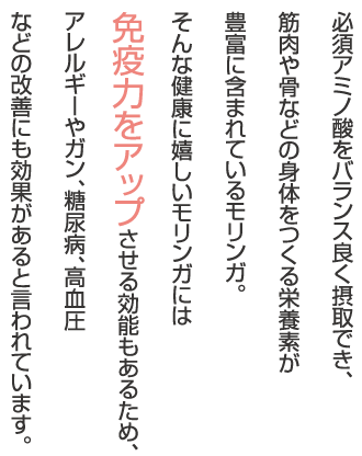 必須アミノ酸をバランス良く摂取でき、筋肉や骨などの身体をつくる栄養素が豊富に含まれているモリンガ。そんな健康に嬉しいモリンガには免疫力をアップさせる効能もあるため、アレルギーやガン、糖尿病、高血圧などの改善にも効果があると言われています。